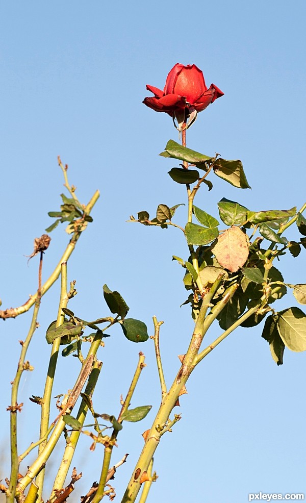 The summers last rose